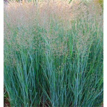 Panicum virgatum Heavy Metal