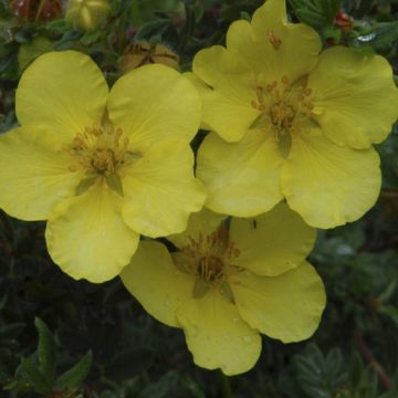 Potentilla fruticosa 'Elizabeth' - Shrubby Cinquefoil