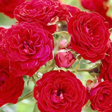 Rose Remembrance - Floribunda Rose