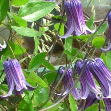 Clematis Facination - Early Summer Flowering Clematis