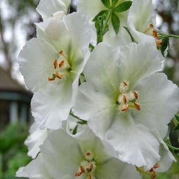 Verbascum phoeniceum 'Flush of White'