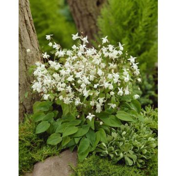 Epimedium youngianum 'Niveum'