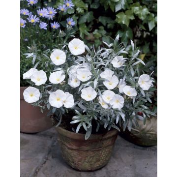 Convolvulus cneorum - Convolvulus - Silver Bush