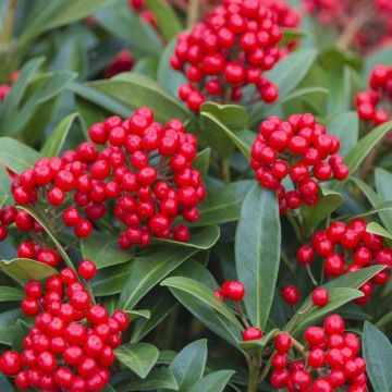 Skimmia japonica 'Beautiful' Plant - In Bud & Berry