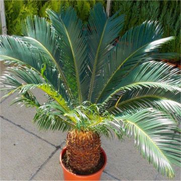 Giant Cycad - Cycas revoluta - King Sago Palm Tree Specimen - 60-80cm
