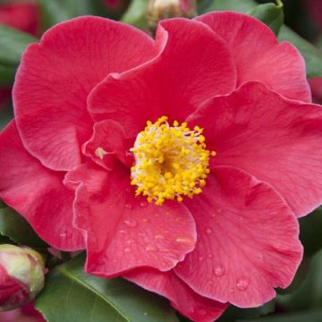 Camellia japonica Dr King - Semi-Double Red Camellia - LARGE Specimen