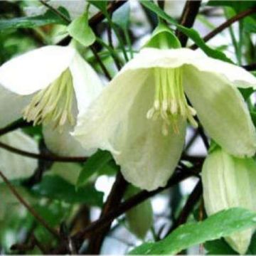 Clematis cirrhosa Jingle Bells