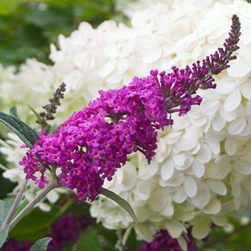 Buddleia Miss Ruby - Buddleja Butterfly Bush