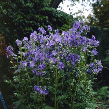 Polemonium caeruleum - Jacob's ladder