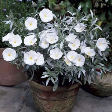 Convolvulus cneorum - Convolvulus - Silver Bush