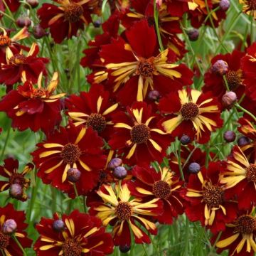 Coreopsis Tinctoria 'Roulette'