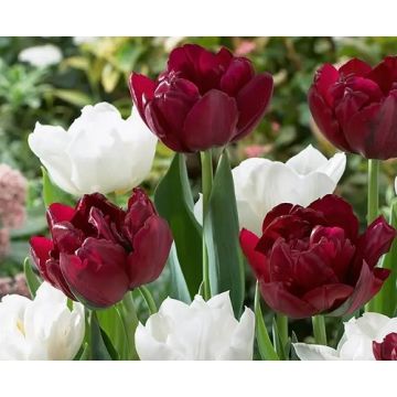 Tulip ‘Double Finesse’ Mix - Pack of 25 Bulbs