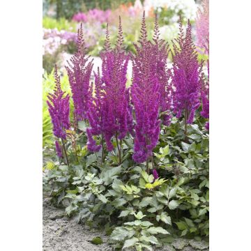 Astilbe Visions in Purple