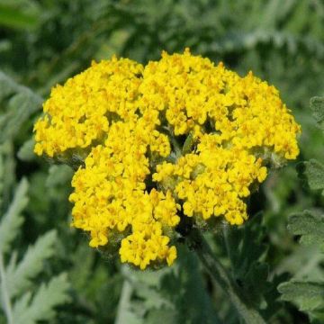 Achillea clypeolata - Yarrow