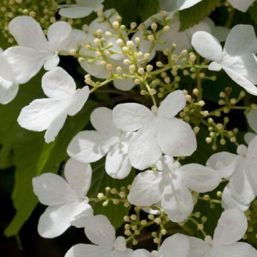 Viburnum plicatum tomentosum 'Mariesii'- Japanese Snowball Bush