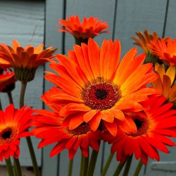 Orange Gerbera Garvinea Sunset - Beautiful Hardy Gerbera with Giant Daisy Flowers