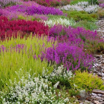 Evergreen Heather Plant Collection - Pack of SIX Winter Hardy Plants in Bud