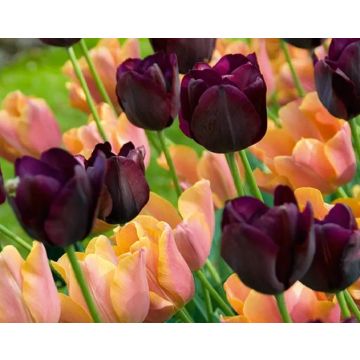 Tulip Sweet Joy - Pack of 25 Bulbs