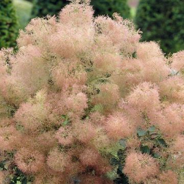 Cotinus Young Lady - Dwarf Smoke Bush