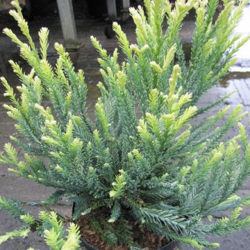 Sequoia sempervirens 'Adpressa'