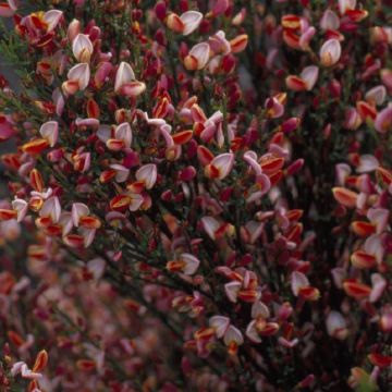 Cytisus Zeelandia - Broom-Large Plant