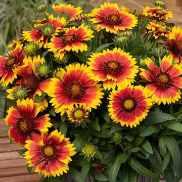 Gaillardia 'Tango Bicolor'