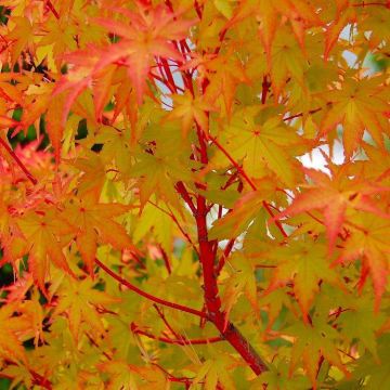 Acer palmatum Sango Kaku - Coral Bark Maple - Large circa 140cm Specimen