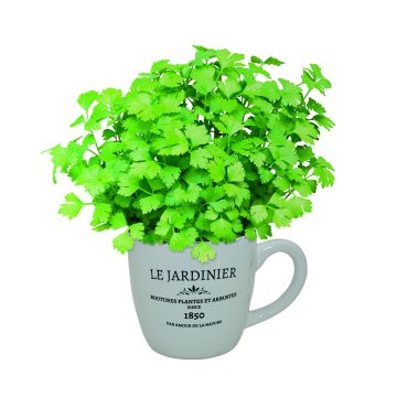 WINTER SALE - Giant Gardeners Mug Grow Your Own Parsley Planter - Perfect Gift!