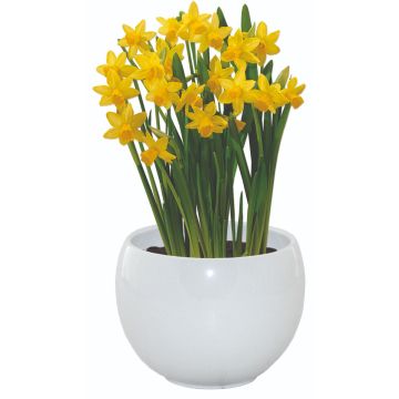 Dwarf Daffodil Indoor Ceramic Grow Set