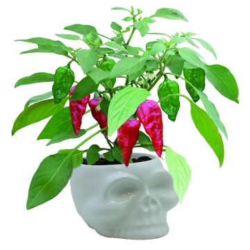 Dead Hot Chilli Skull Kit - Naga Chilli