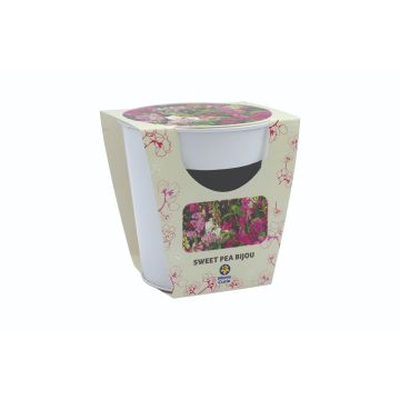 Sweet Pea Memory Pot - Flowering Gift Set