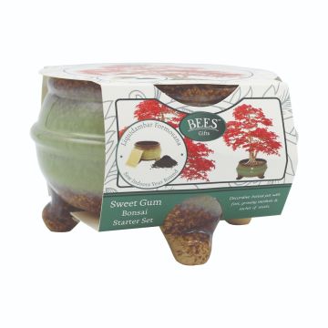 Sweet Gum Bonsai Pot with feet