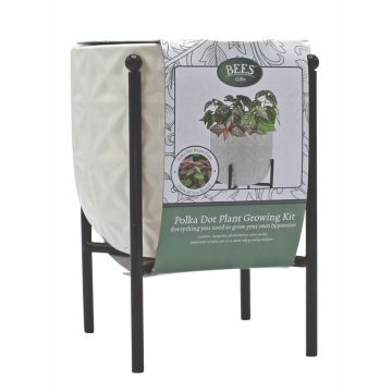 Bees Polkadot Grow Pot on Stand
