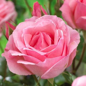 Rose 'Queen Elizabeth' - Floribunda Rose 