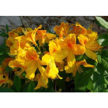 Azalea mollis Luteum - Rare Golden Egg Yolk Yellow Deciduous Azalea