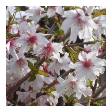 Prunus incisa 'Mikinori - Fuji Cherry - Flowering Cherry
