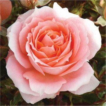 Rose Flower Power - Patio Bush Rose