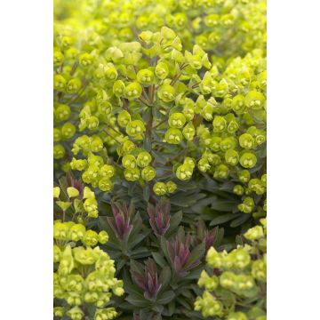 Euphorbia 'Red Wing' - Spurge