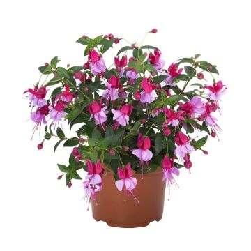 Fuchsia Ballerina Assemblé - in Bud and Bloom Fuchsia Ballerina Assemblé - in Bud and Bloom