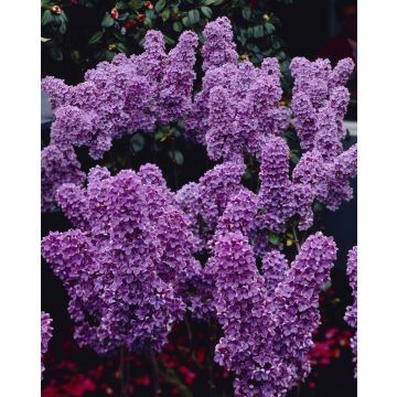 Syringa vulgaris Ludwig Spaeth - Fragrant Purple Lilac Tree circa 130-150cm