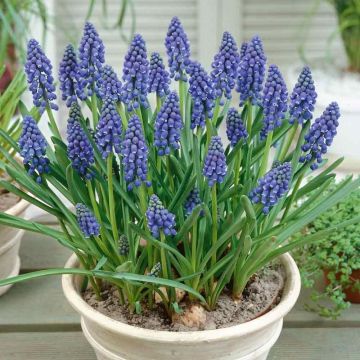 Blue Grape Hyacinths - Muscari armenicum - In Bud & Bloom