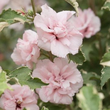 Hibiscus Sugar Tip - Rose of Sharon Double Flowering Variegated Hibiscus