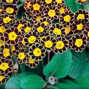 Primula Gold Lace - Gold Laced Polyanthus - Pack of THREE Plants