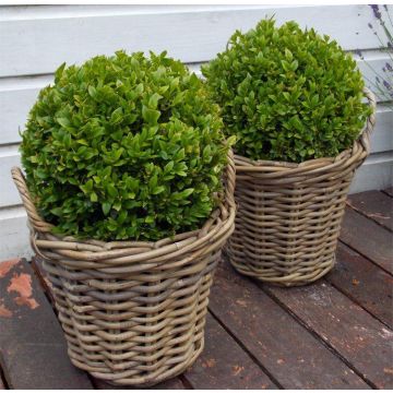 Pair of Topiary Box Balls with Stylish Cane Baskets - Perfect for Patios