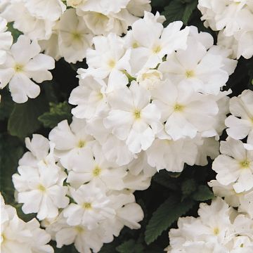 Verbena hybrida Quartz XP - White