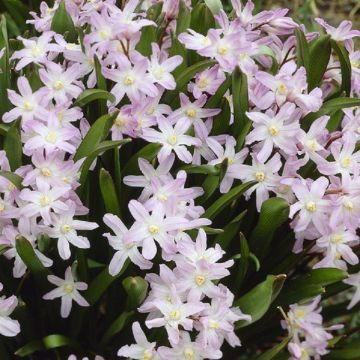 SPECIAL DEAL - Chionodoxa Pink - Pack of 10 bulbs