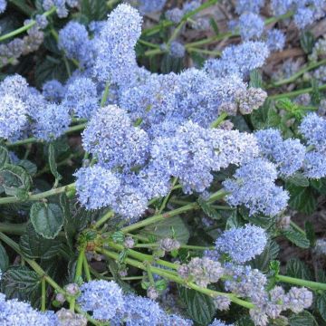 Ceanothus Yankee Point - Californian Lilac