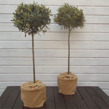 SPECIAL DEAL - PAIR of Premium Quality circa 100cm Standard OLIVE Trees - Olea europea
