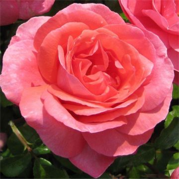 Rose 'Special Anniversary' - Climbing Rose 