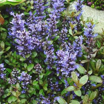Ajuga Princess Elsa